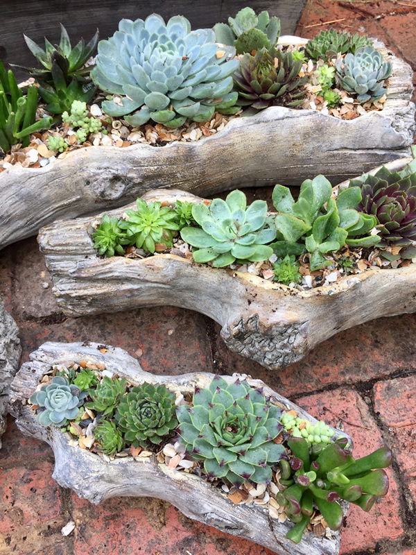 Sedum Log Resin Planters